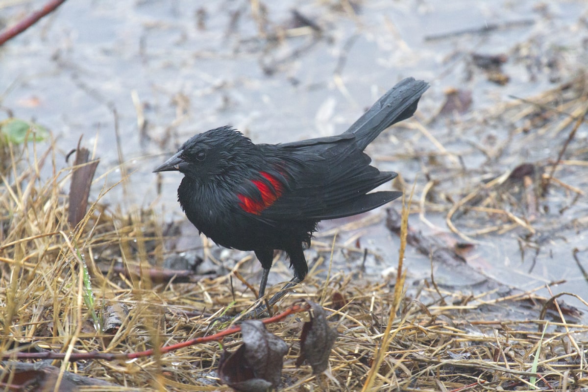 Red-winged Blackbird in the rain 