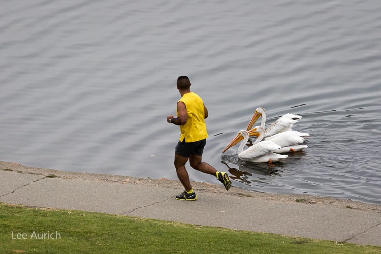 Jogger passing a group of White Pelicans at Lake Merritt 
