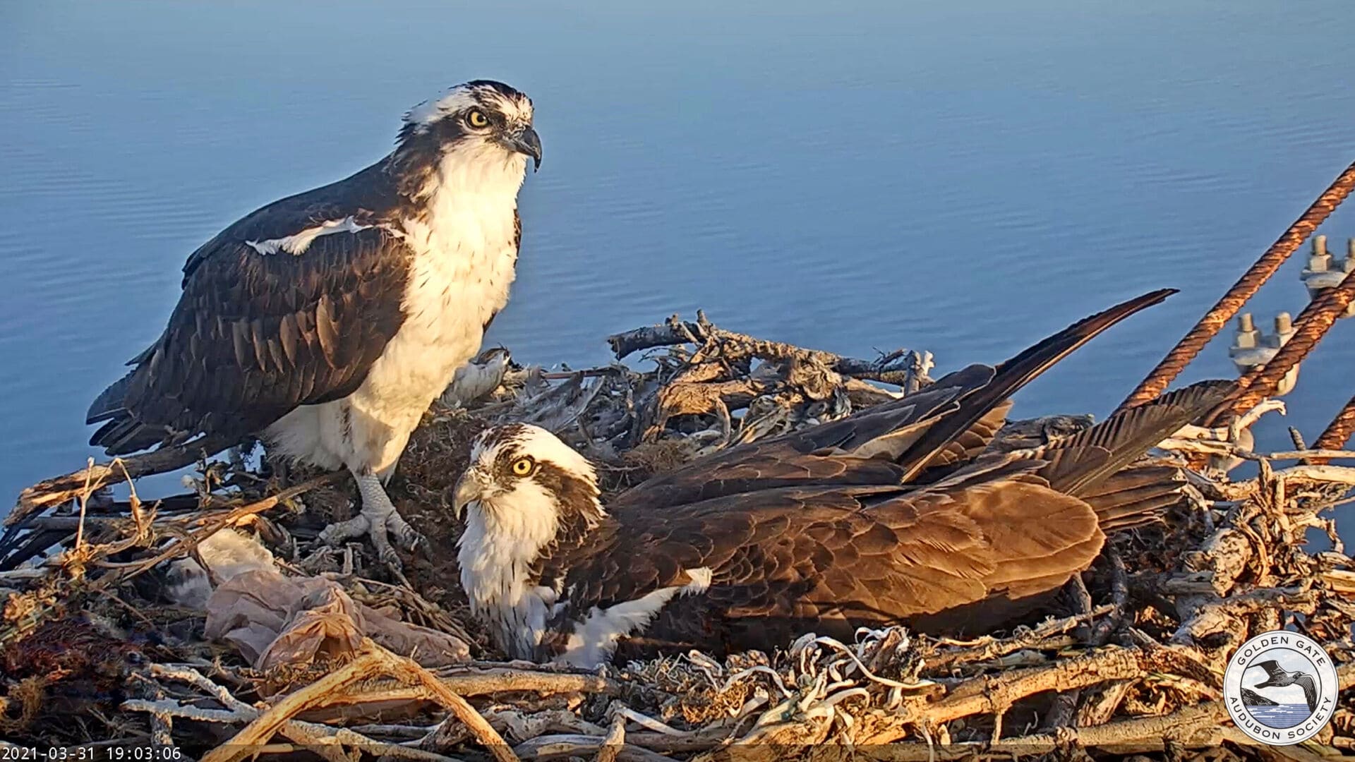 Peregrine Falcons, Rosie and Richmond spotted by the Golden Gate Bird Alliance Nest Cam on the Richmond shoreline. 