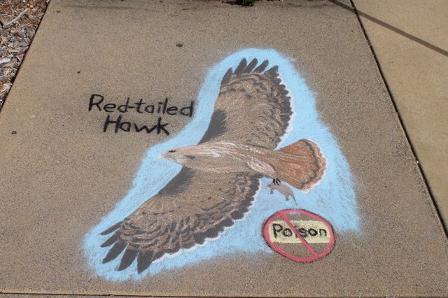 Red-tailed Hawk chalk art