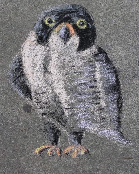 Peregrine Falcon chalk art