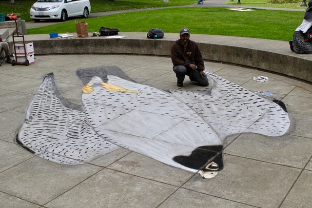 Peregrine Falcon chalk art