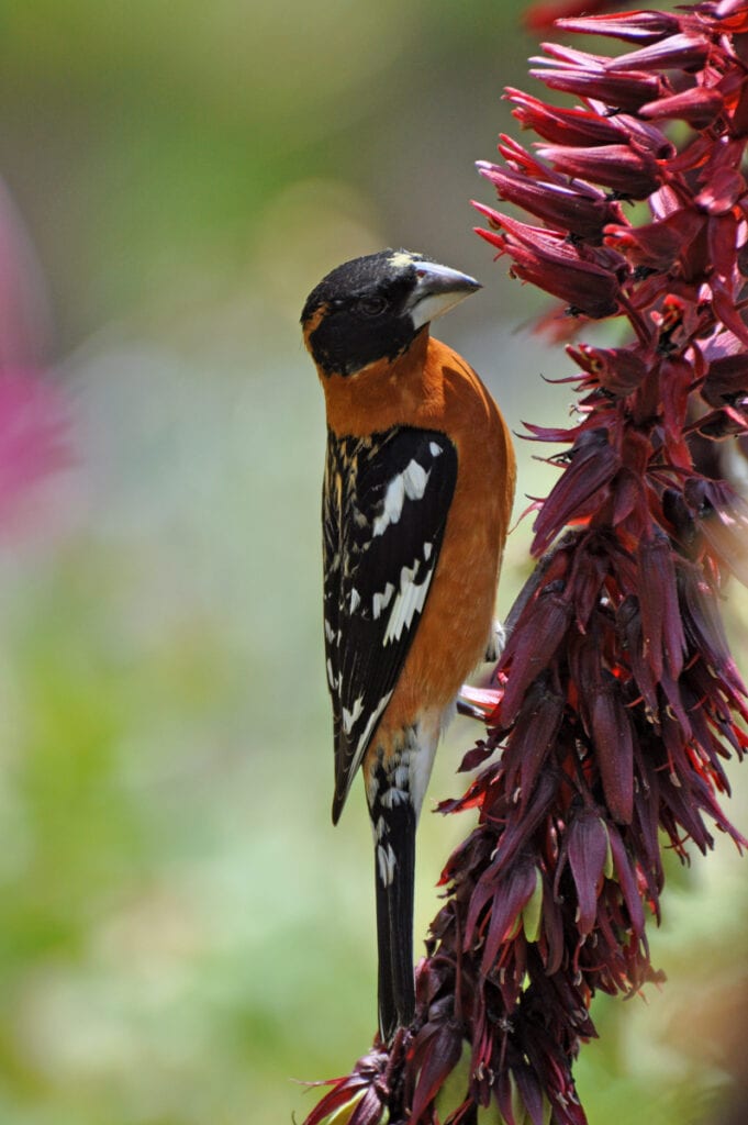 Black-headed Grosbeak on Melianthus Major 