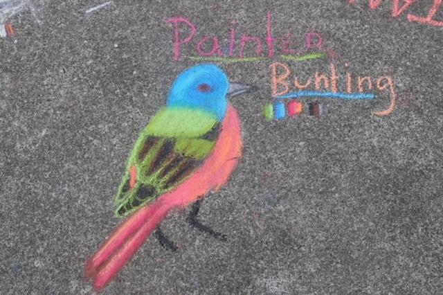 Painted Bunting chalk art