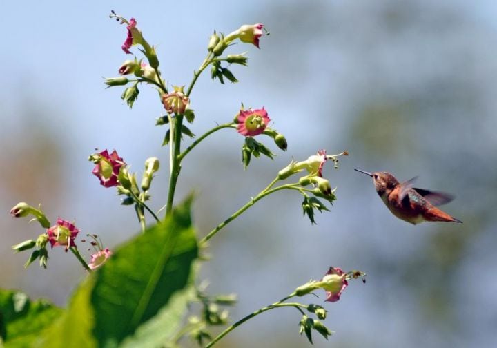 Allen's Hummingbird feeding on Nicotiana tomentosiformis in the South American Area