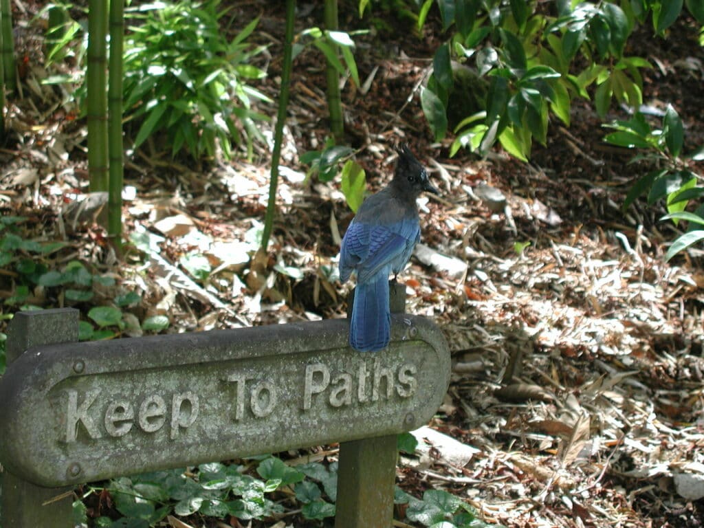 Steller's Jay at UC Berkeley Botanical Garden 