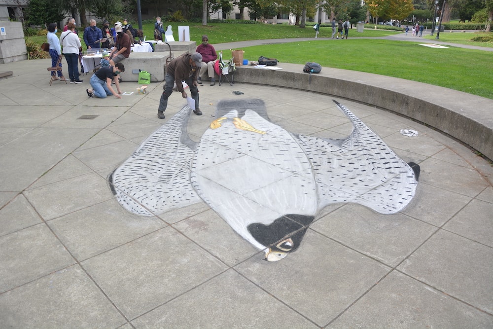 Eco-Ed Director Clay Anderson finishes his Peregrine Falcon chalk art at the Berkeley Bird Festival