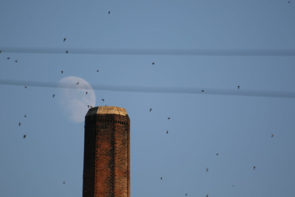 McNear Brickyard Swifts by Michael Helm