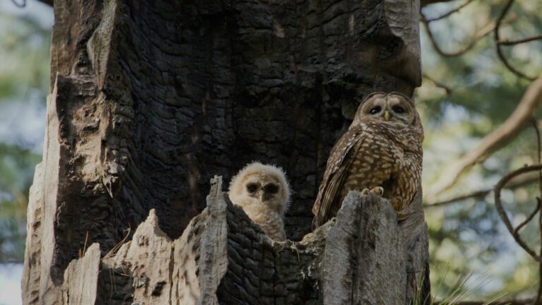 The California spotted owl