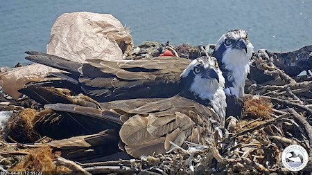 Rosie and Richmond coincubate eggs by SF Bay Osprey Cam 