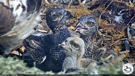 Three osprey chicks at two weeks by SF Bay Osprey Cam