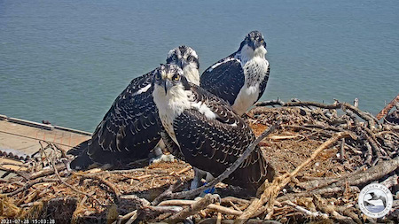 Sage (front), Lupine (Middle), Poppy (Back), spend their last day together by SF Bay Osprey Cam