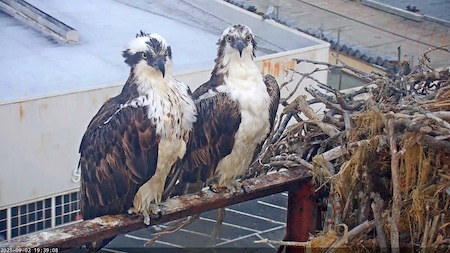 Rosie and Richmond on Rail by SF Bay Osprey Cam