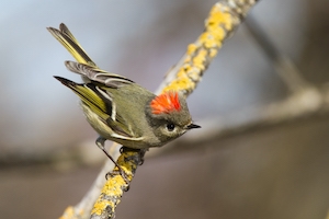 HOW BIRDS ARE RESPONDING TO CLIMATE CHANGE