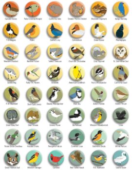 Bess Petty's bird magnets
