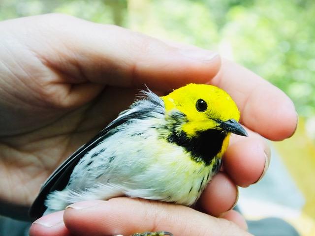 How Do New Bird Species Arise