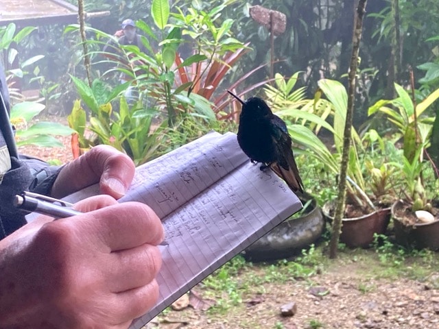 Hummingbird perched on notepad