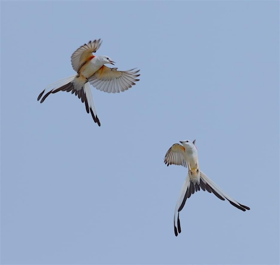 Scisoor-tailed Flycatchers in flight