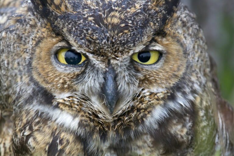 Birding and History in Glen Canyon Park