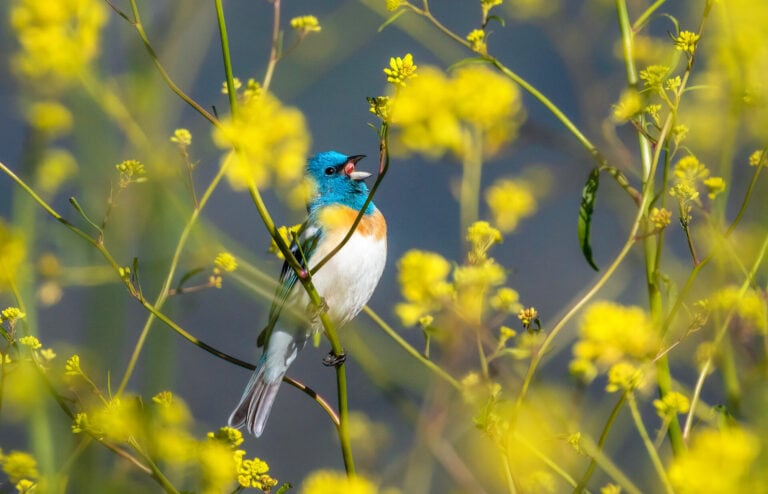 Elevation Sensation: Birding the Vaca Mountains #1