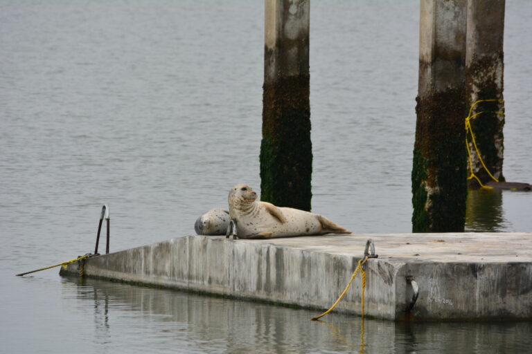 Behind The Scenes: The Marine Mammal Center (FULL)