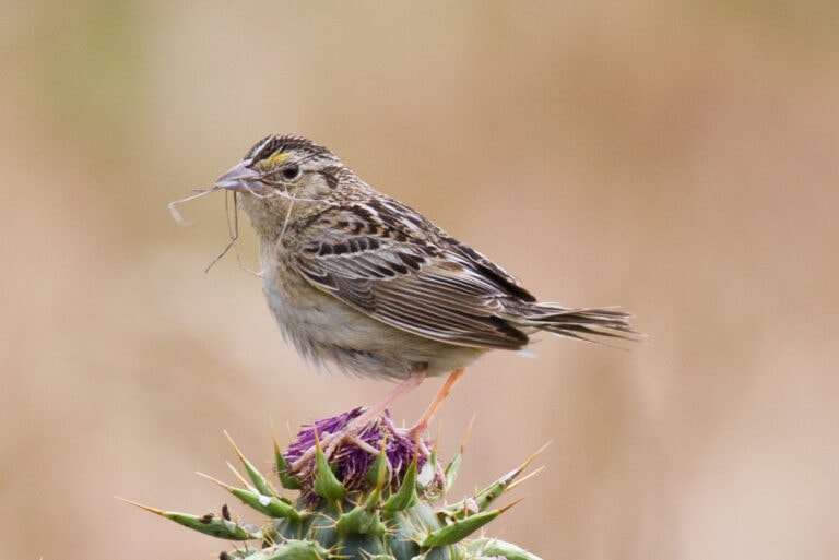 Grasshopper Sparrows at Garin Regional Park