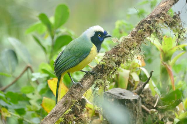 Travel Program Speaker: Colombia’s Biodiversity