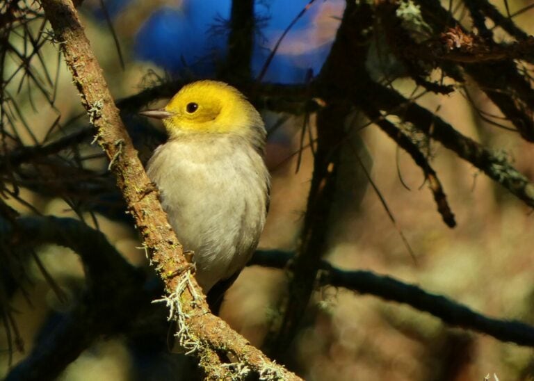 Birding Sam McDonald Park, Santa Cruz Mtns (Full)