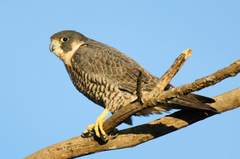 Napa River Bird by Boat with Dolphin Charters # 1