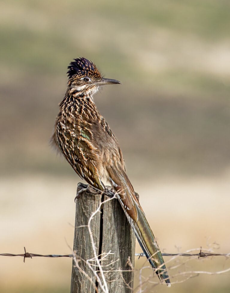 Birding the Diablo Range