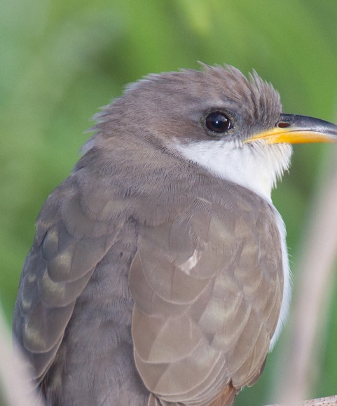 From the Sierras to the Mojave: A Search for the Yellow-Billed Cuckoo