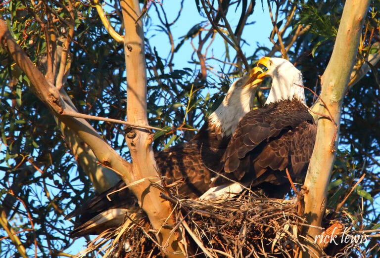 RESILIENCE – Bald Eagles of Corica Park