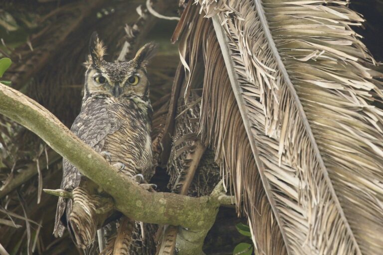 Beginner’s Luck: My First Golden Gate Bird Alliance Birding Trip