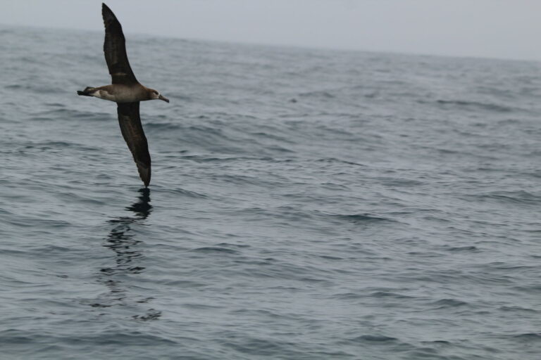 Offshore Wind and Seabirds in California