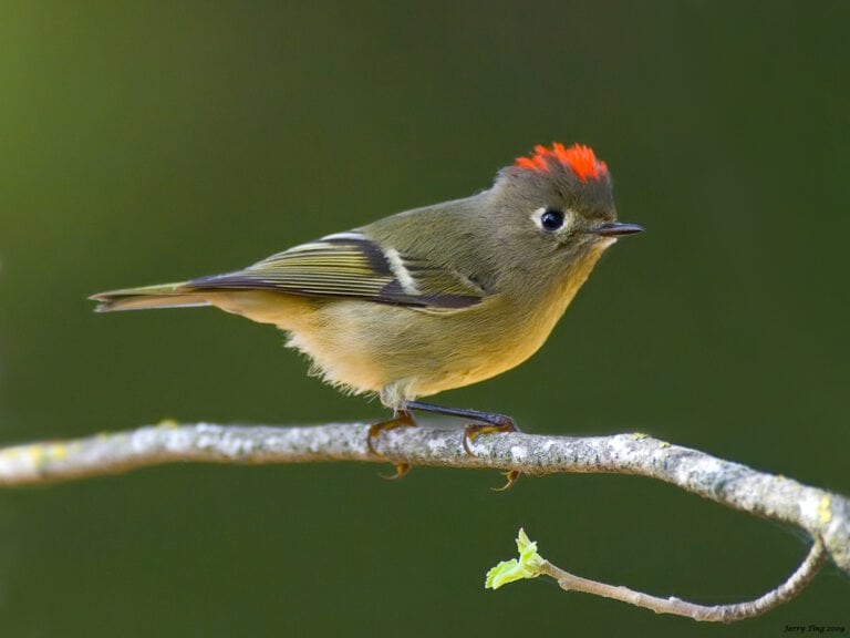 How Birds are Responding to Climate Change