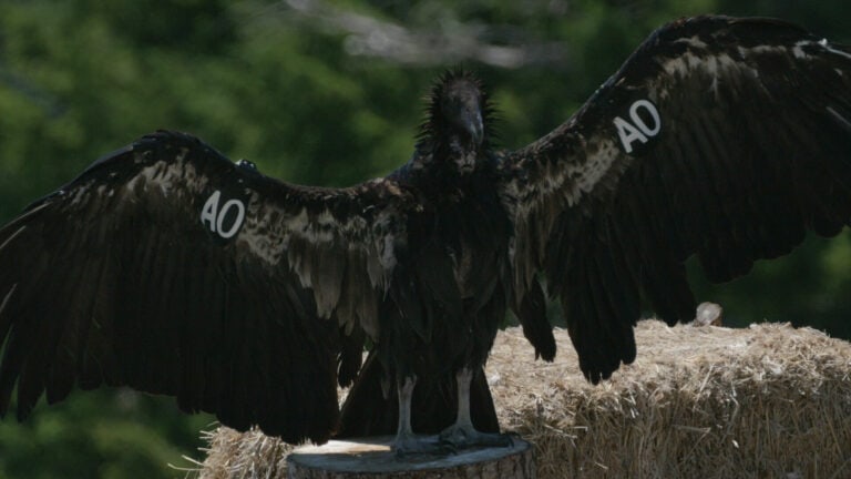 Prey-go-neesh Nes-kwe-chohl: California Condors Return to Yurok Country