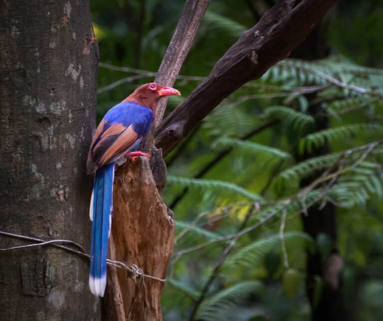 Sri Lanka