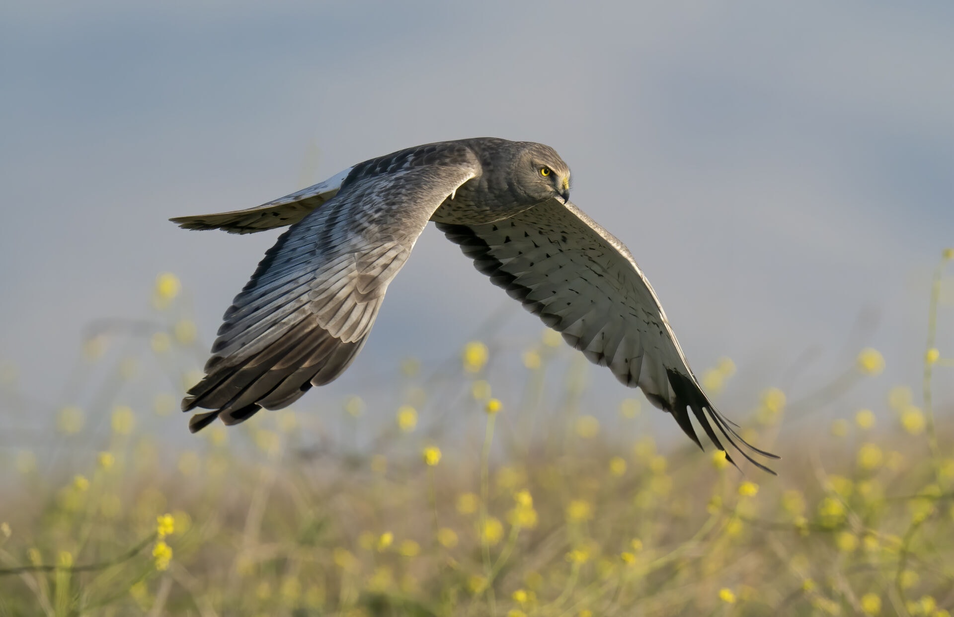 Abbott’s Lagoon at Point Reyes National Seashore - Golden Gate Bird ...