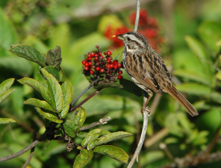 Plants for a Bird-Friendly Garden