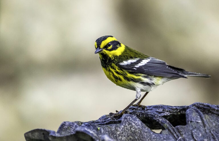 Fort Mason & Northern Waterfront