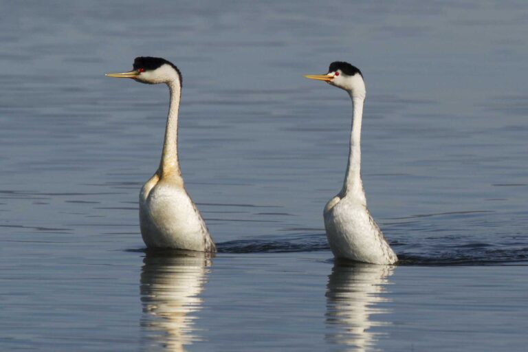 Waterbirds at Miller Knox