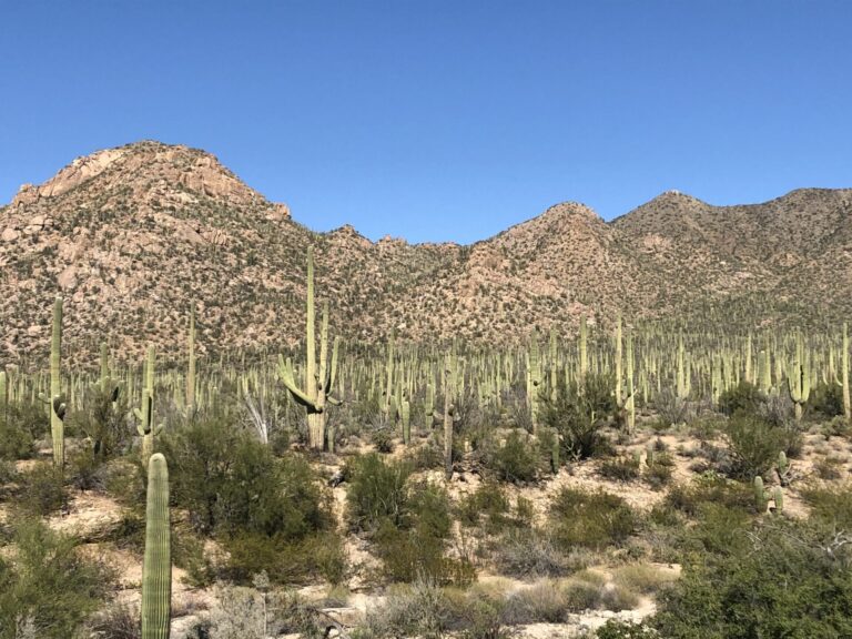 Arizona birding — prized destination and auction prize