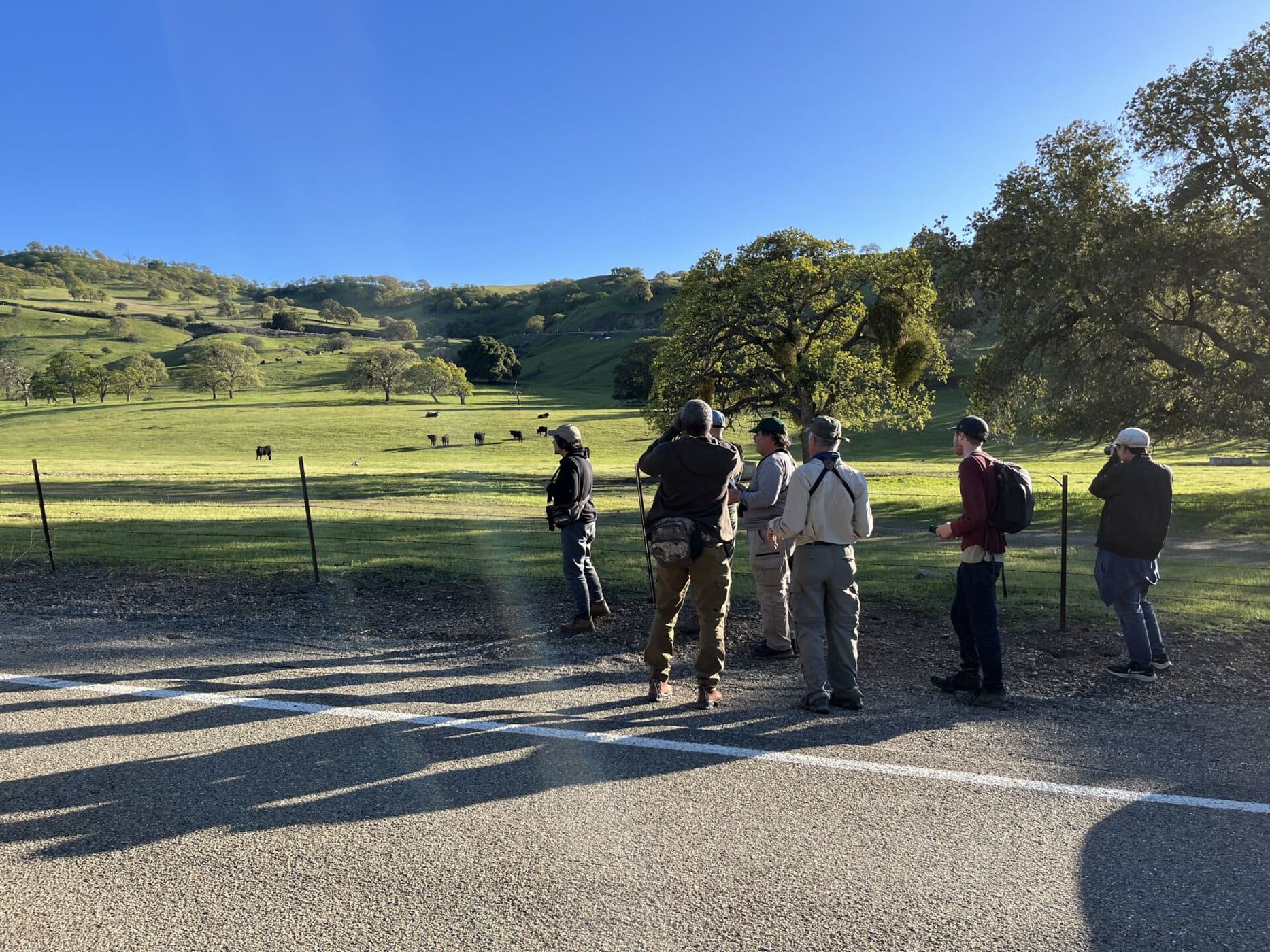 Bringing Back the Bay Birding Challenge - Golden Gate Bird Alliance