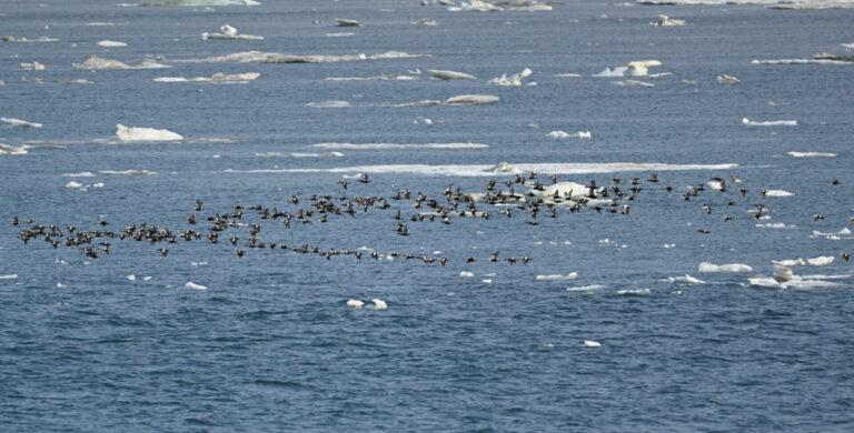 Bering Sea Saga – a tale of two birders