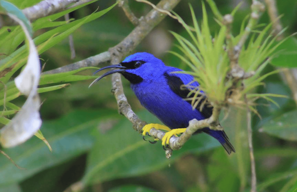 TRINIDAD AND TOBAGO BIRDING TOUR: - Golden Gate Bird Alliance