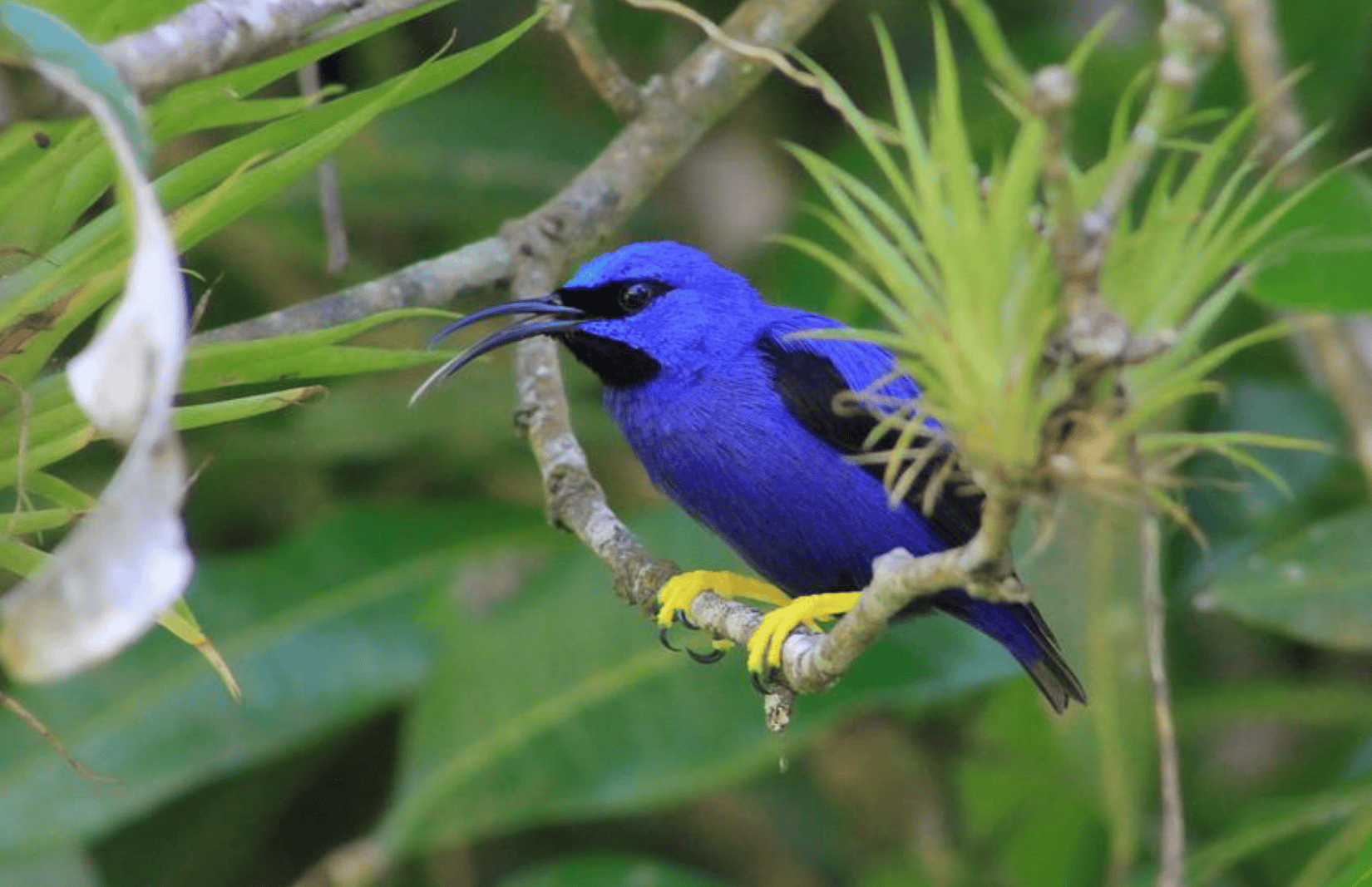 TRINIDAD AND TOBAGO - Golden Gate Bird Alliance