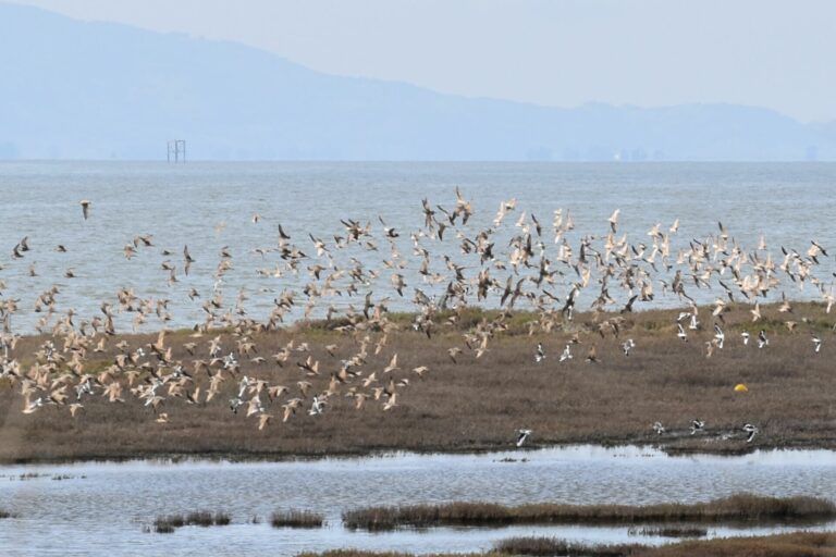 Birding the Bay Islands: Mare Island Shoreline & Beyond