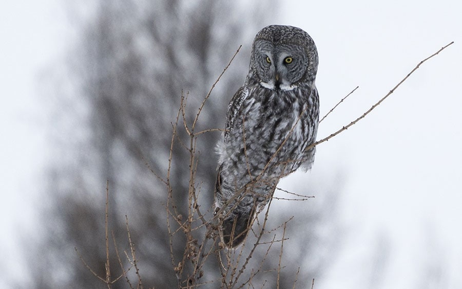 Minnesota: Owls and Winter Wonderland - Golden Gate Bird Alliance