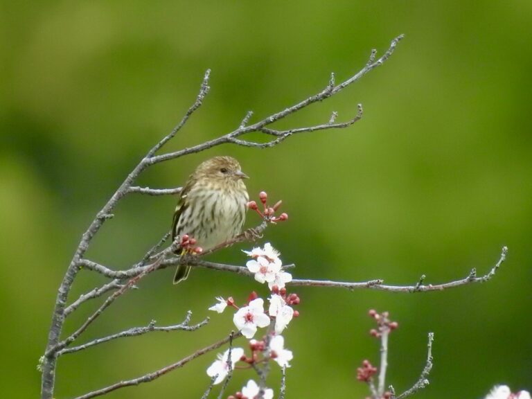 Hope: A Lesson from the Birds