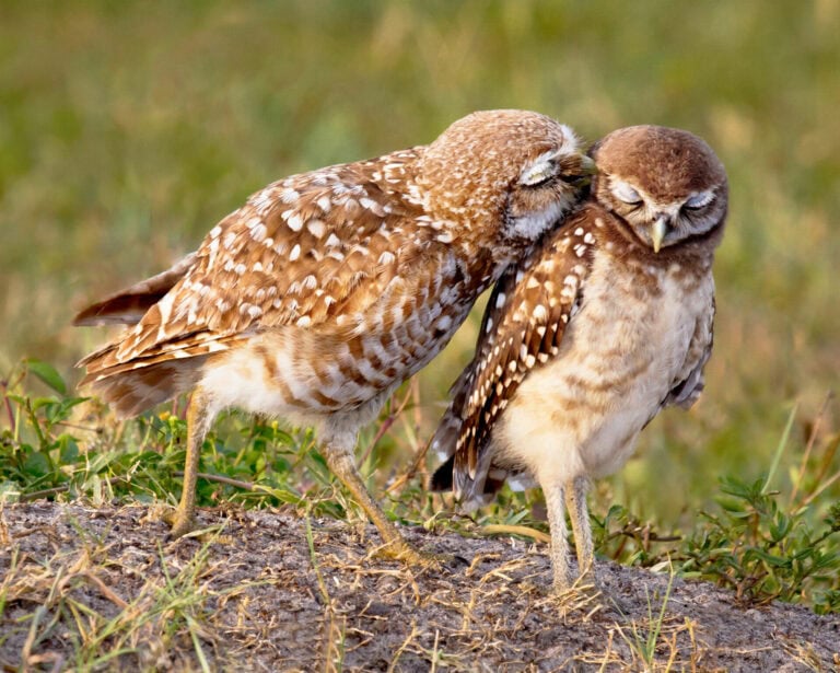 Burrowing Owls